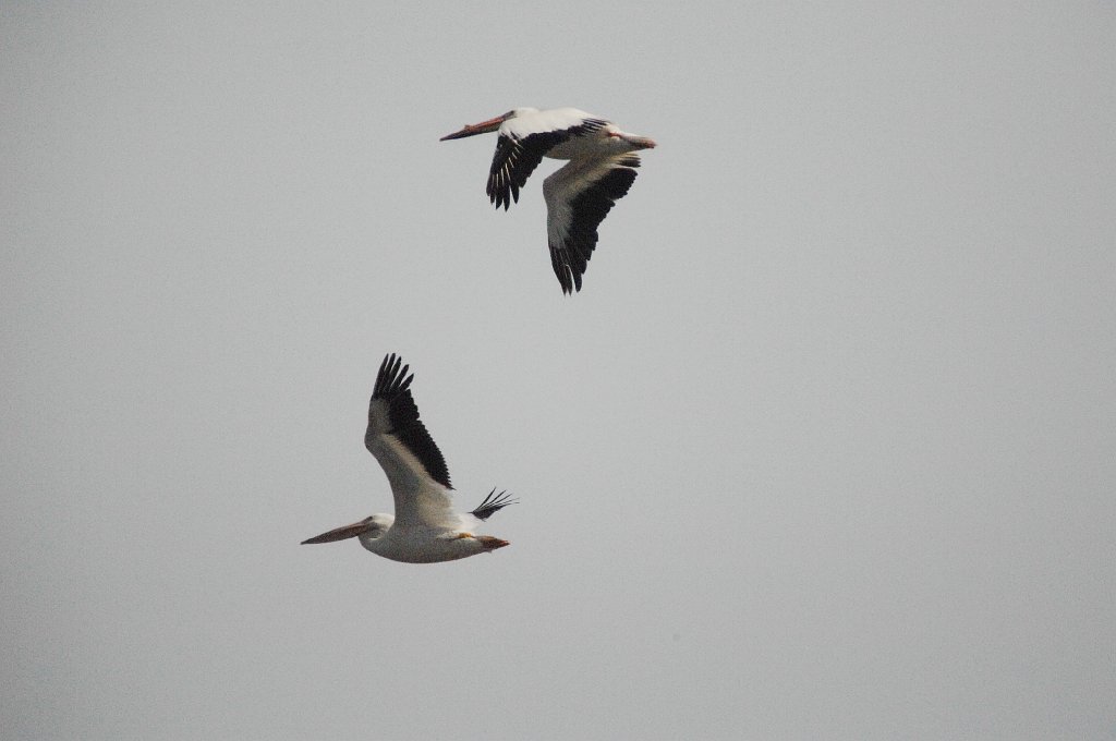 Pelican, White, 2010-06172315 Hawkeye Wildlife Management Area, IA.JPG - White Pelican. Hawkeye Wildlife Management Area, IA, 6-17-2010